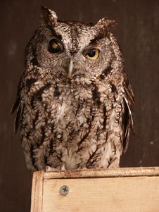 Screech Owl Stock Images Screech Owl Stock Images