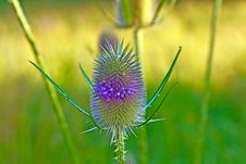 Beautiful Thistle In Wild Flower Stock Image Beautiful Thistle In Wild Flower Stock Image