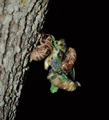 Cicada Twins Stock Image
