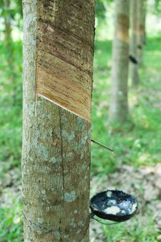 Rubber Tree Stock Photography Rubber Tree Stock Photography