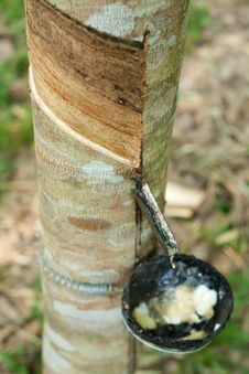 Rubber Tree Stock Photo Rubber Tree Stock Photo