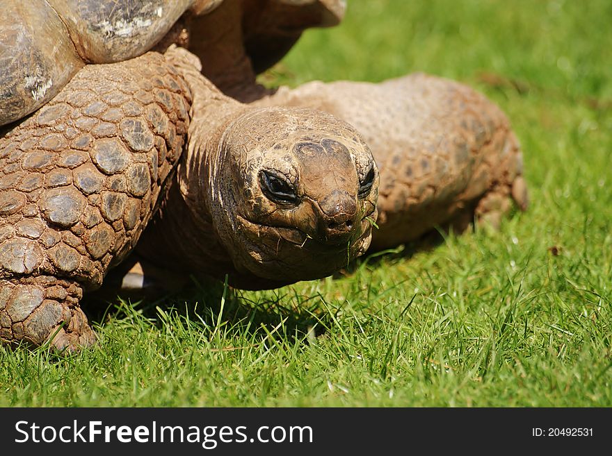 Giant tortoise eating some grass and looking around