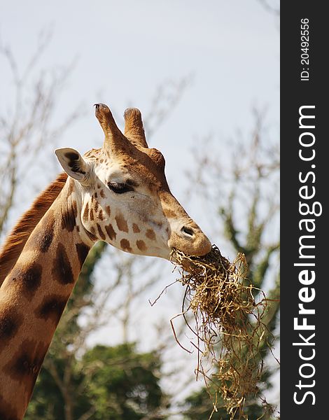 Close up of giraffe eating