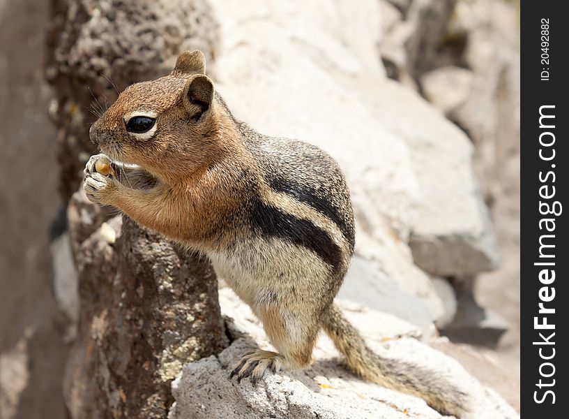 Image of a chipmunk standing up and eating a nut.