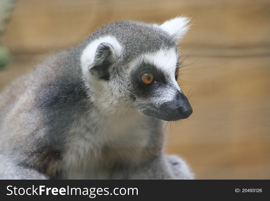 A Ring Tailed Lemur fully alert
