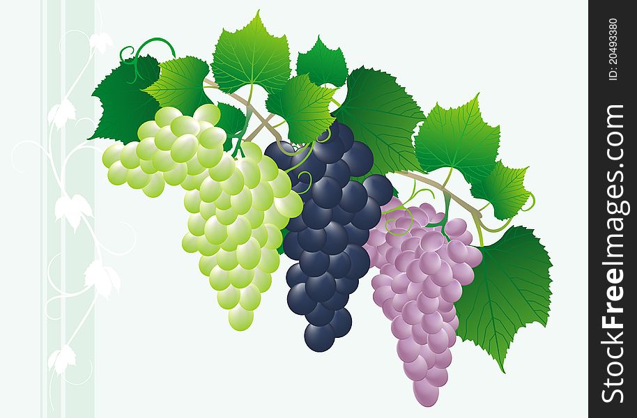 Blue pink and green grape on plant background. Blue pink and green grape on plant background