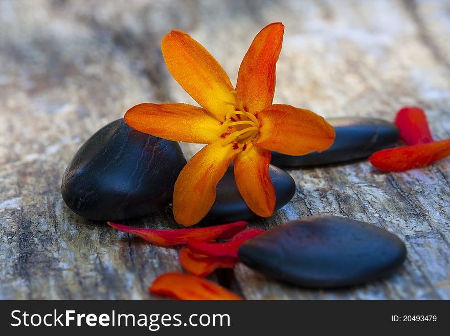 Vibrant color orange flower with black stones on the texture of the wood. Vibrant color orange flower with black stones on the texture of the wood