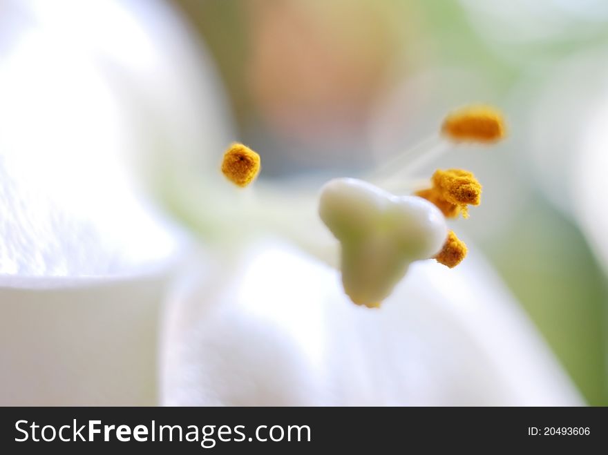 Closeup of white Lilium with nice soft background