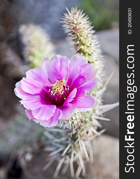 Purple blooming flower of echinocereus. Purple blooming flower of echinocereus