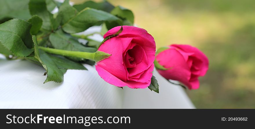 Two roses on a white table cloth