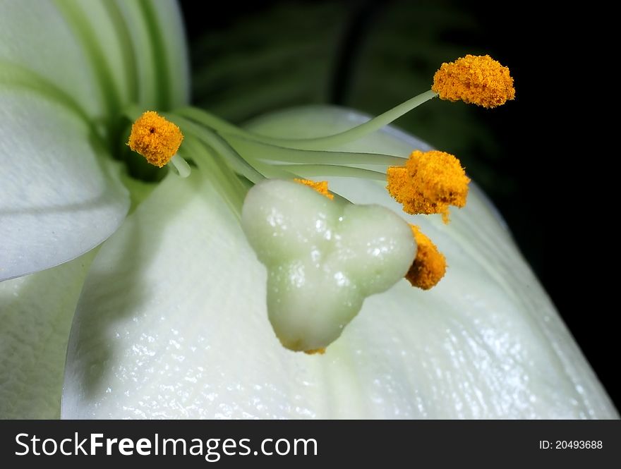 Closeup of white Lilium and macro details of yellow stamens