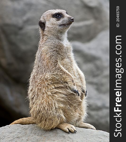 close up shot of a Little meerkat standing guard on a rock. close up shot of a Little meerkat standing guard on a rock.