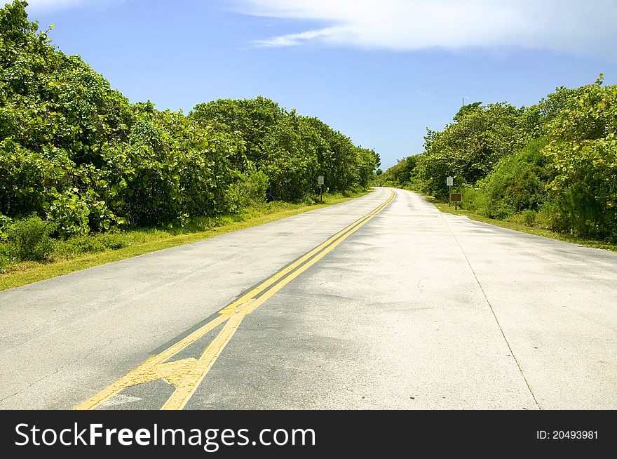 Empty road to horizon, throught the forest