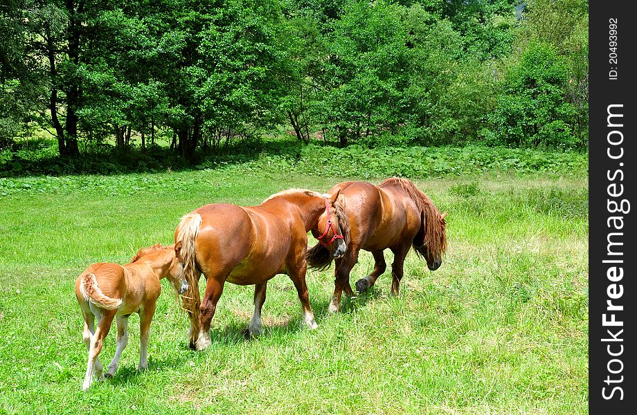 Horse family on a green field. Horse family on a green field