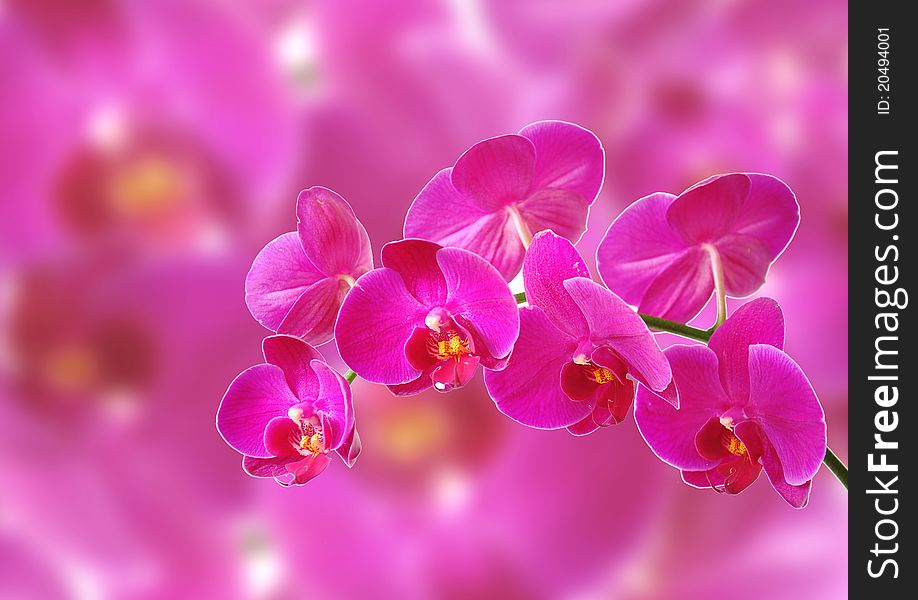 Branch of pink orchid over pink background