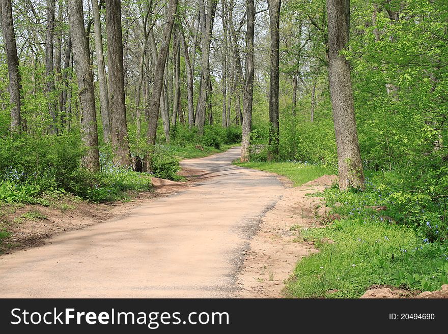 Walking Path in the Woods