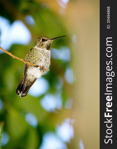 Young Hummingbird photographed on a tree branch.
