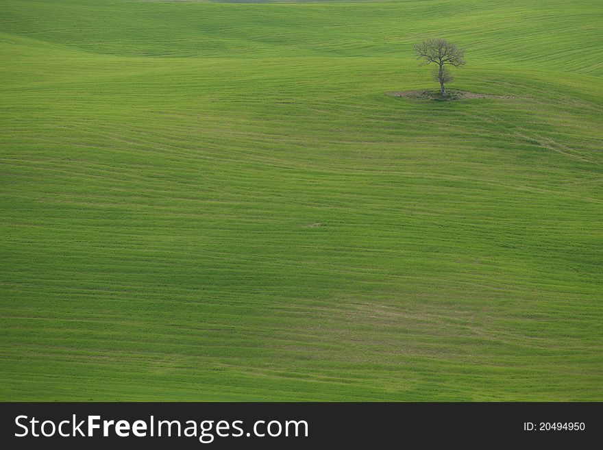 Tree in the center of a field in tuscany