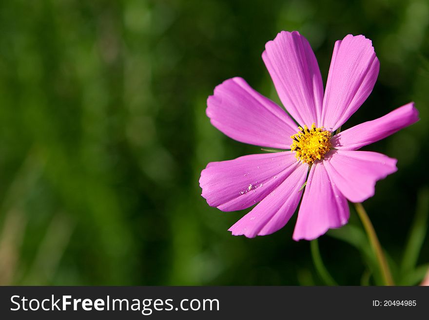 Pink cosmos flower in nature