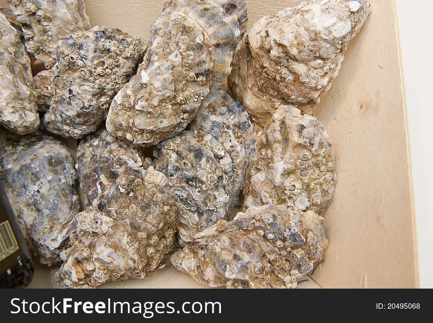 Collection of oysters for sale at French Market