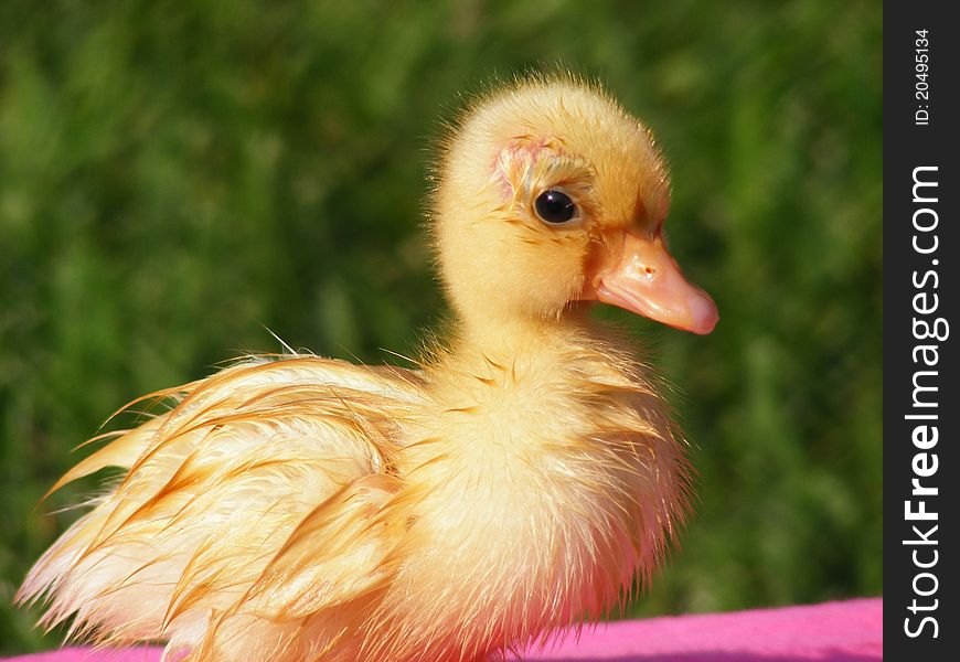 Five day old male Call duck. Five day old male Call duck