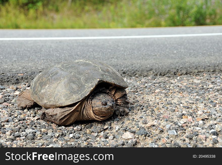 Large common snapping turtle crossing road