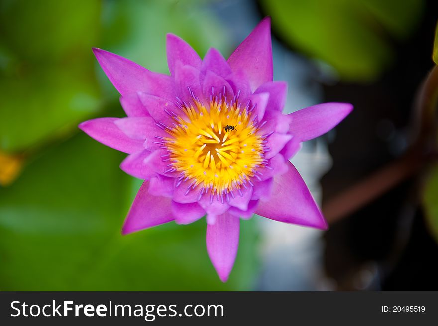 A beautiful purple and yellow flower from south east Asia. A beautiful purple and yellow flower from south east Asia