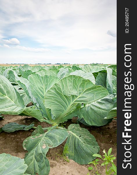 Rows of salad, cabbage on an agriculture field