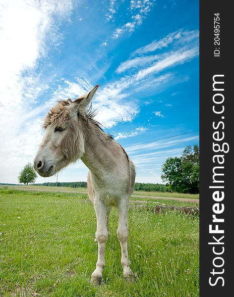 Donkey in a Field in sunny day, animals series