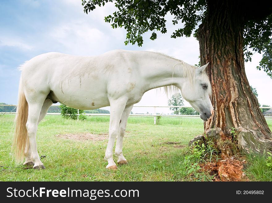 Beautiful Horse in a Green Meadow in sunny day