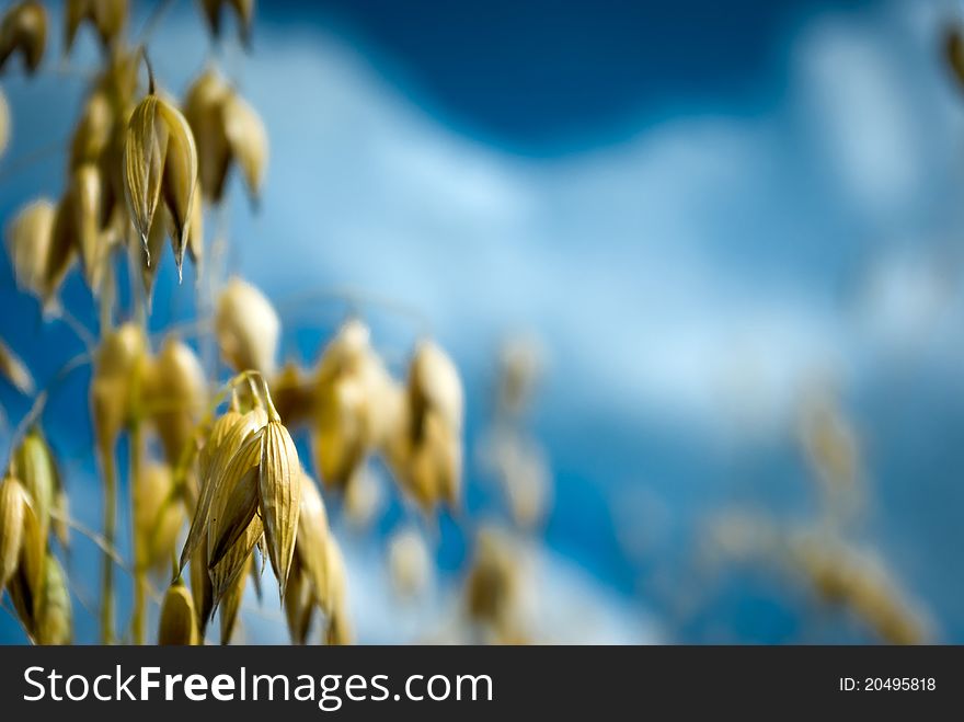 Field of golden oats and blue sky, agricultural field