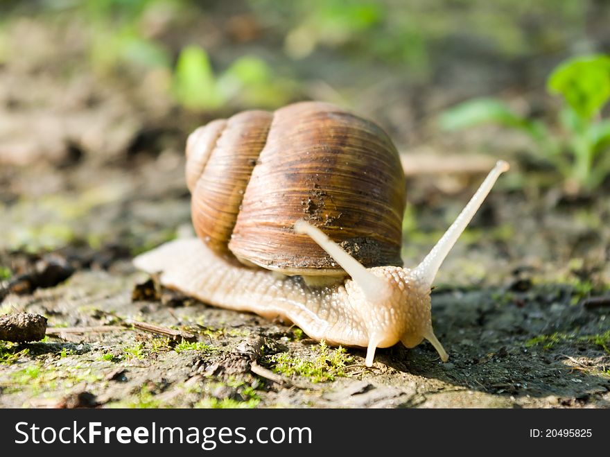 Snail is climbing up, image from nature series: snail on leaf