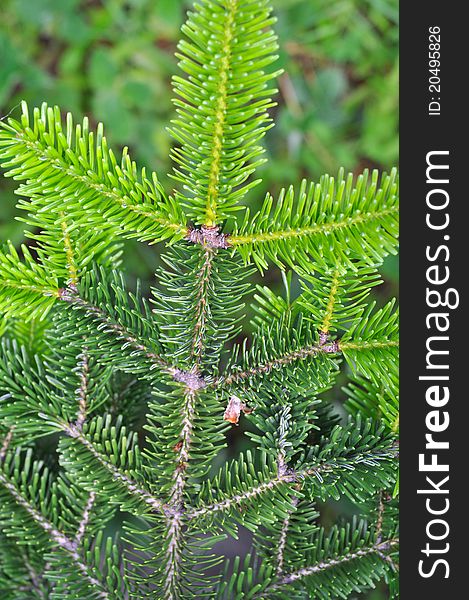 Beautiful  needle leaf pine tree