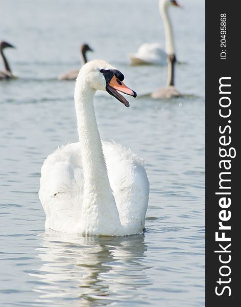 Swan on blue lake water in sunny day, swan on pond