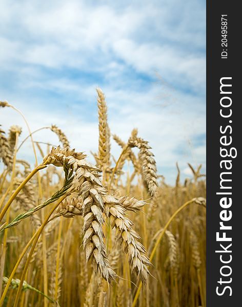 Field of golden wheat and blue sky, agricultural field