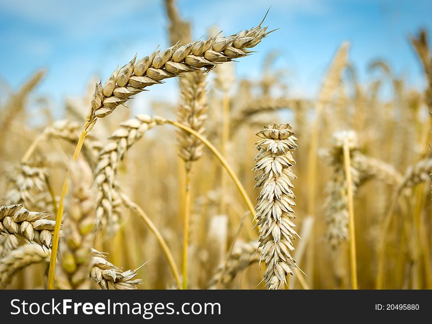 Field of golden wheat and blue sky, agricultural field