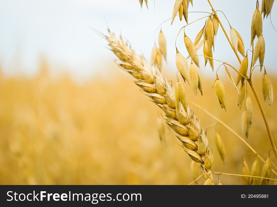 Field of golden wheat and blue sky, agricultural field