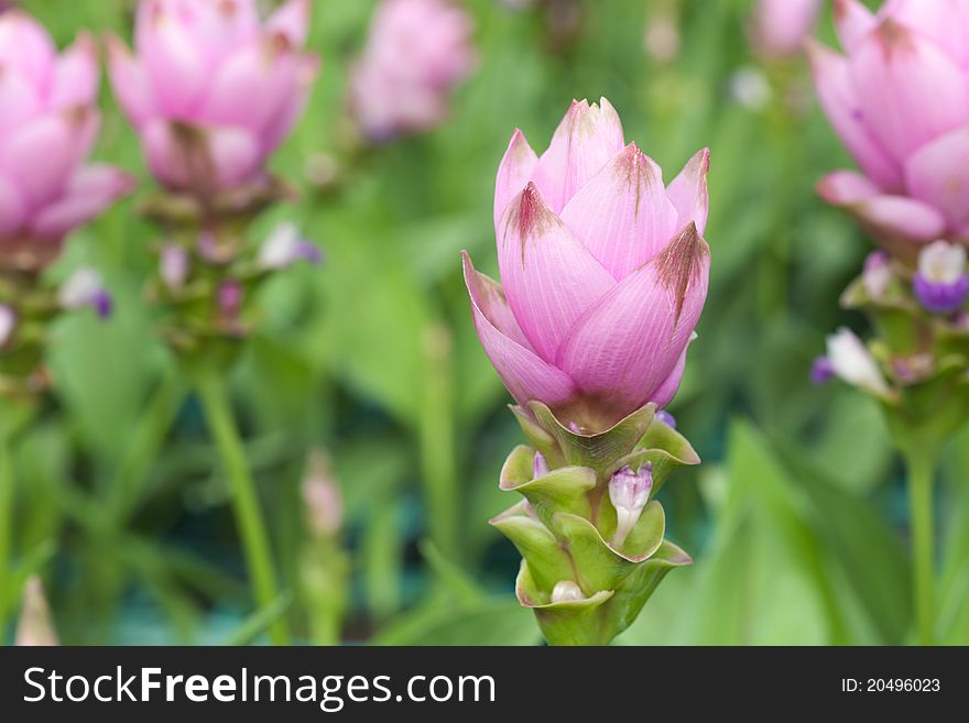 Close up of Siam Tulip flower