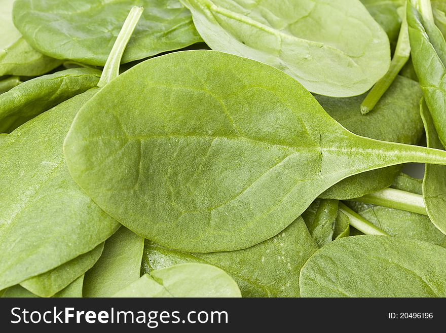 A fresh green spinach leaf isolated against a white background