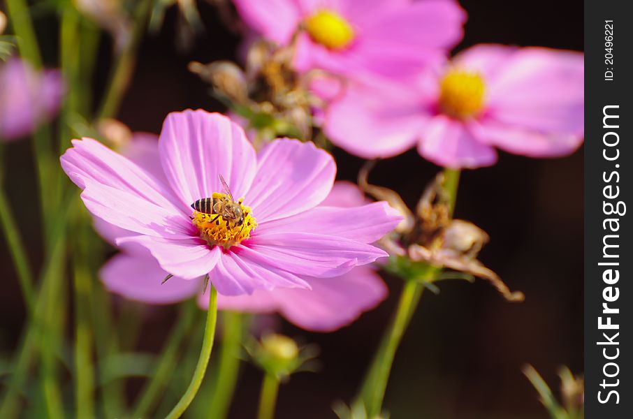 Image of pink flower and bee