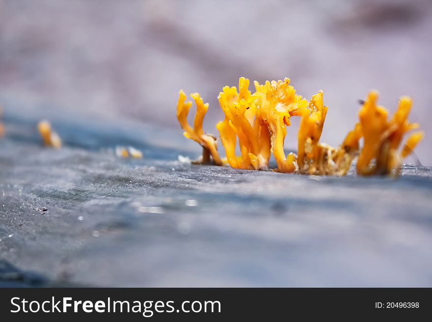 Yellow Plants Living On Dead Timber