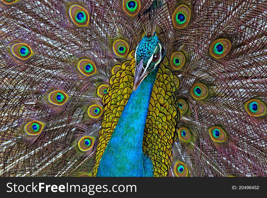A close-up shot of the bright colorful peacock, one of the world's most beautiful animal. A close-up shot of the bright colorful peacock, one of the world's most beautiful animal.