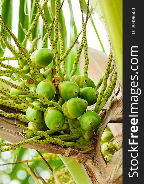 Image of Baby Green cocnut at tree