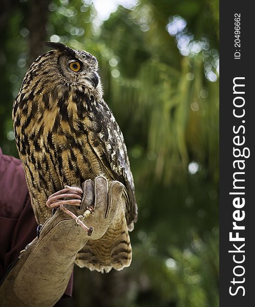Eurasion Eagle Owl, captive, trained for education purposes. Native to Europe and Asia.