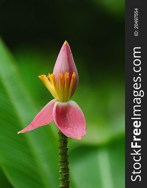 Image of banana flower, baby banana