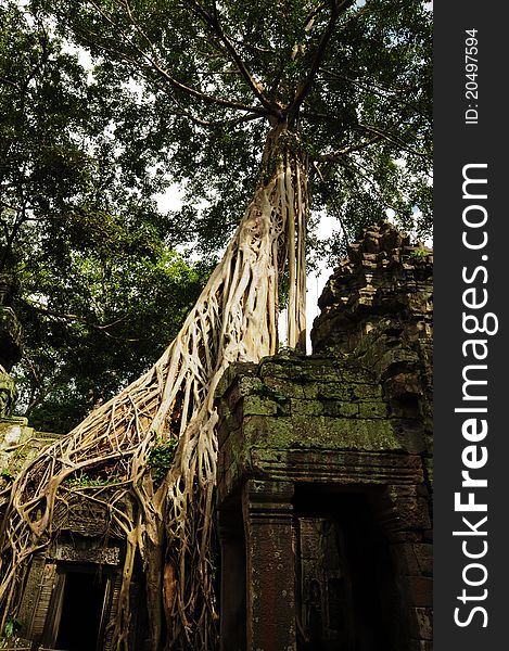 Tree root sit on a ruin ancient building at Angkor Wat, Cambodia