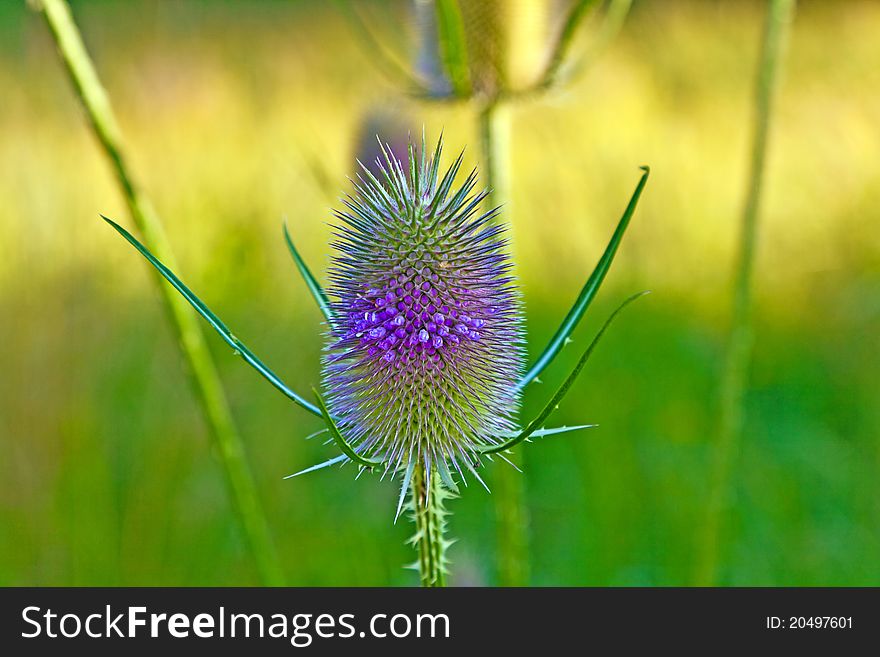 Beautiful thistle in wild flower meadow