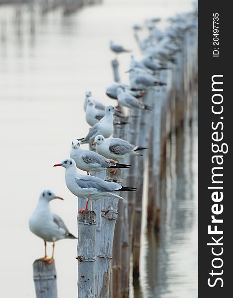 Seagull sit on bamboo