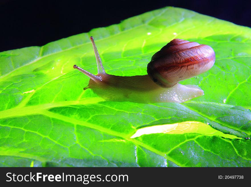 A Snail on a green leafage.