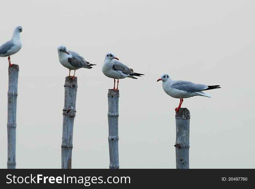 Image of Seagull sit on bamboo at Bangpoo Bangkok, Thailand